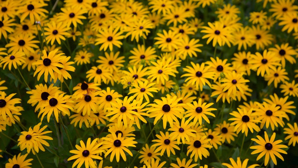 Preston Park showing flowers