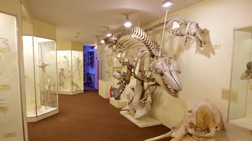 Natuurhistorisch museum Booth