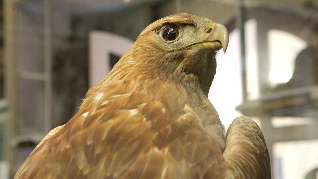 Natuurhistorisch museum Booth