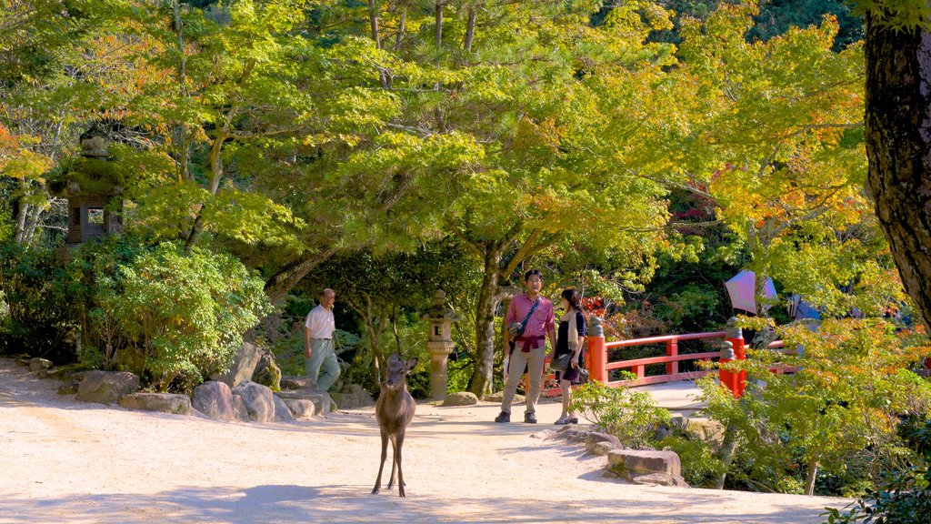 Parque de Momijidani mostrando animais fofos ou amigáveis e um jardim assim como um pequeno grupo de pessoas