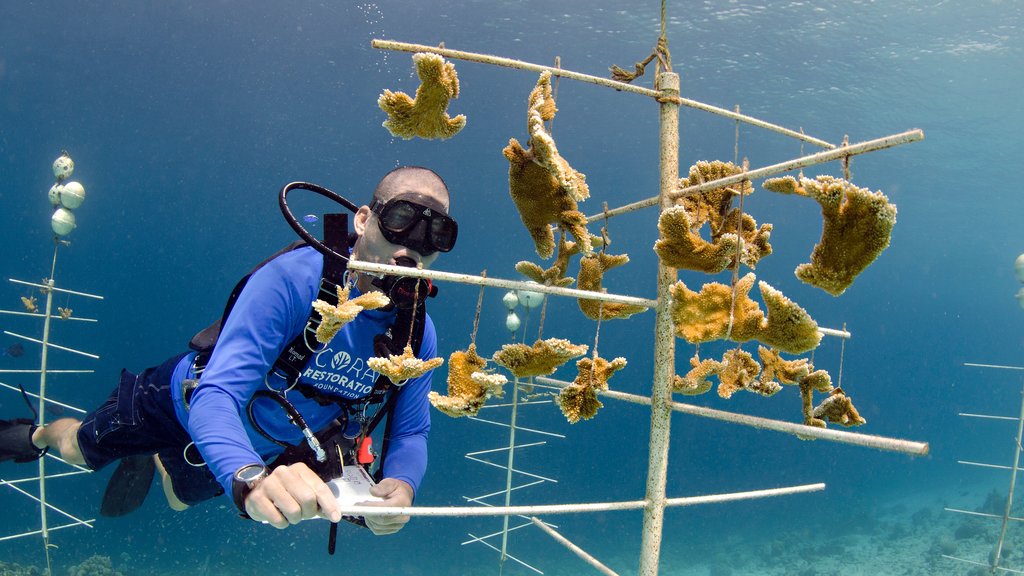 Bonaire ofreciendo zambullida y también un hombre