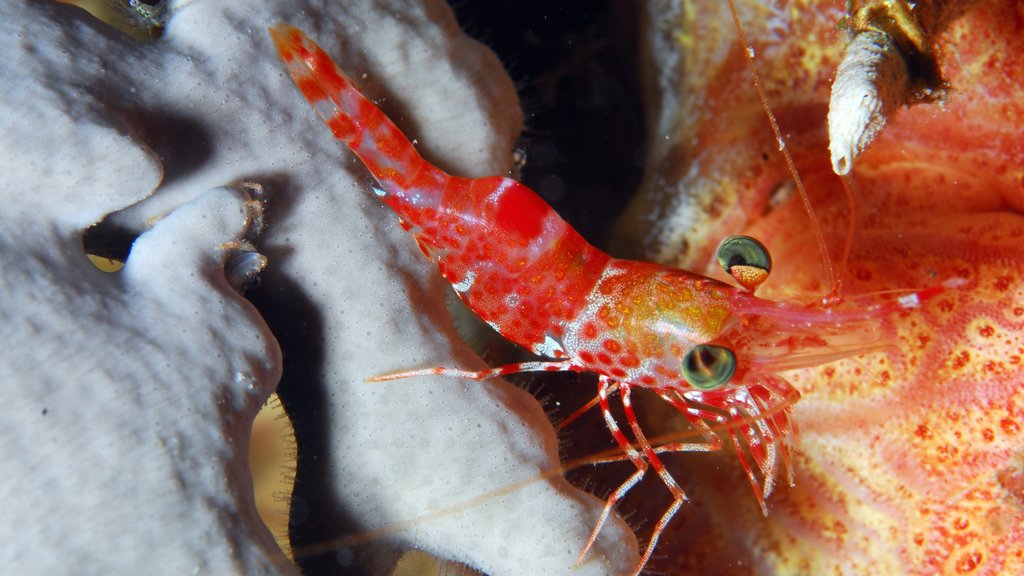 Bonaire featuring marine life