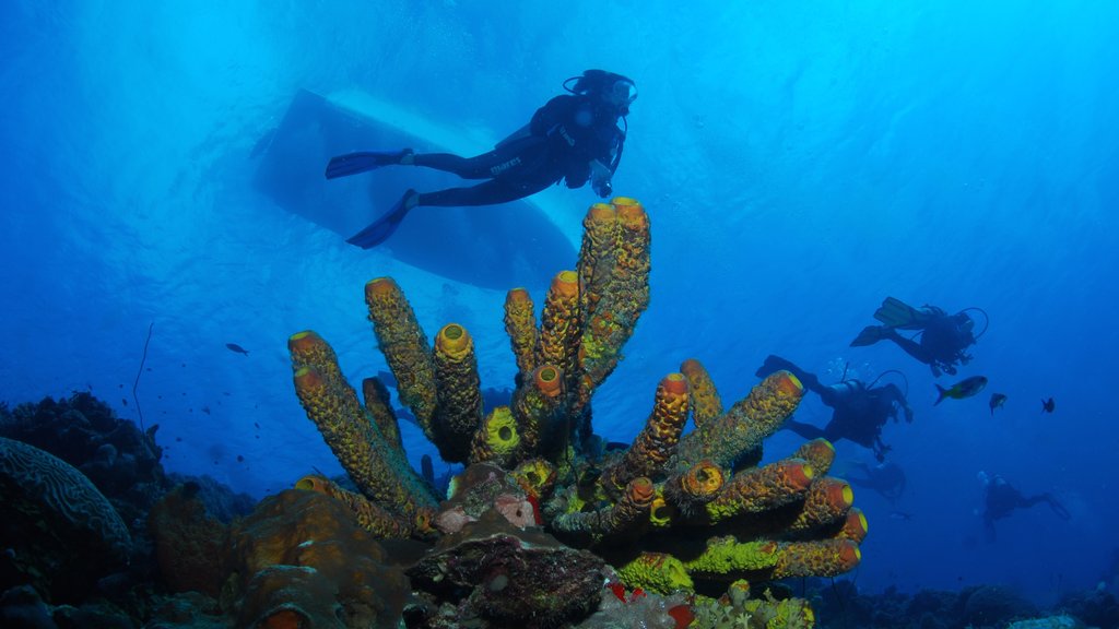 Bonaire showing scuba diving and coral