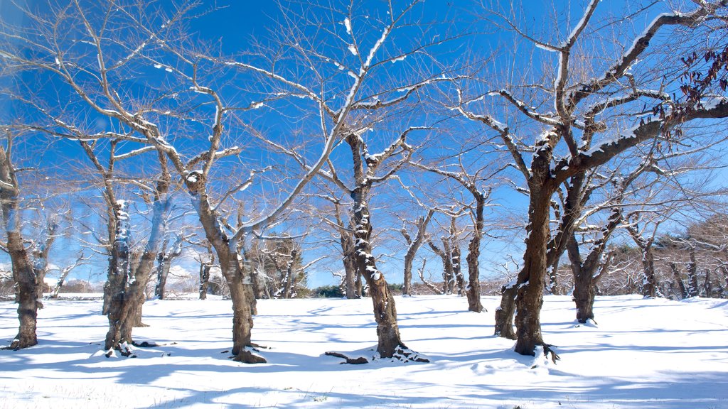 Fort Goryokaku featuring snow