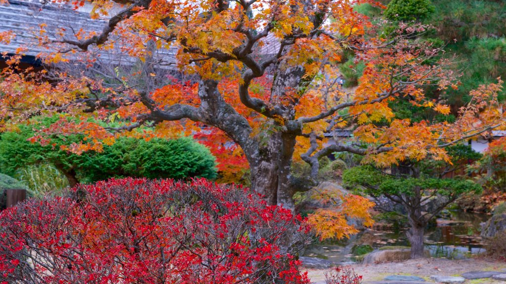 Takayama Jinya featuring autumn leaves