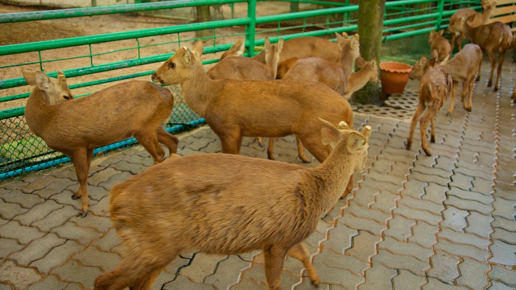 Jardim Botânico Tropical de Nong Nooch que inclui animais fofos ou amigáveis