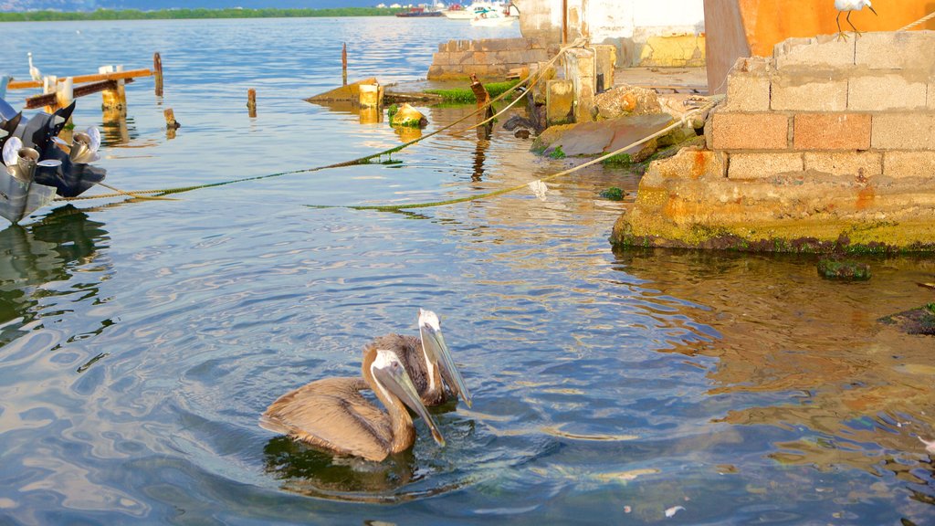 Port Royal which includes general coastal views and bird life