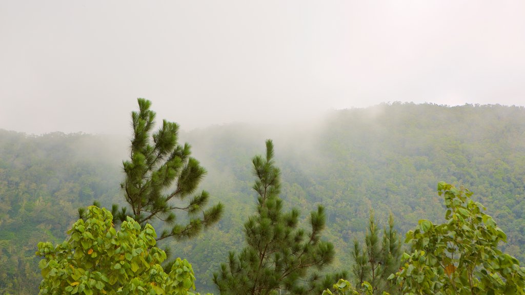 Holywell Park montrant scènes forestières et brume ou brouillard