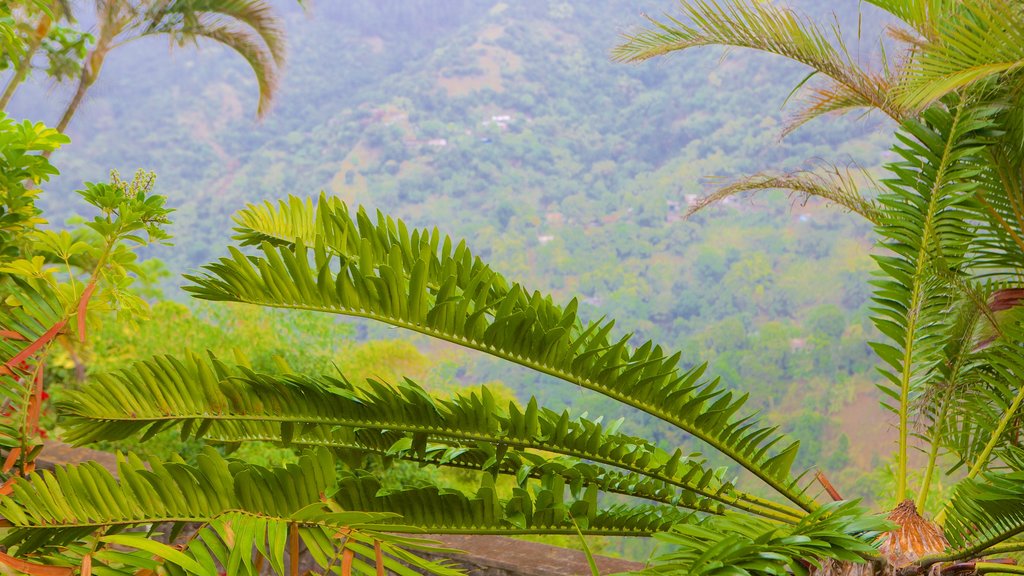 Irish Town featuring rainforest and forest scenes