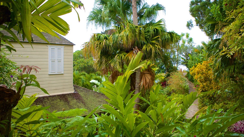 Irish Town featuring rainforest