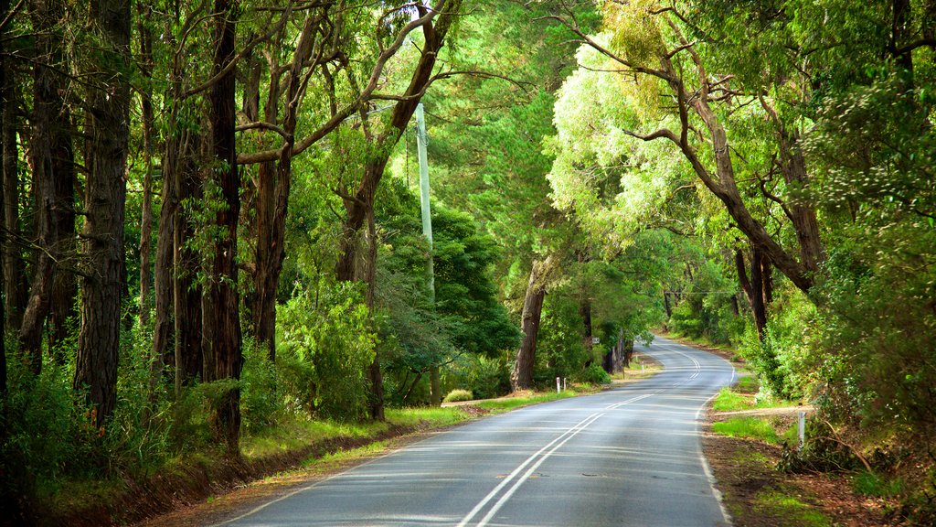 Red Hill South which includes forest scenes