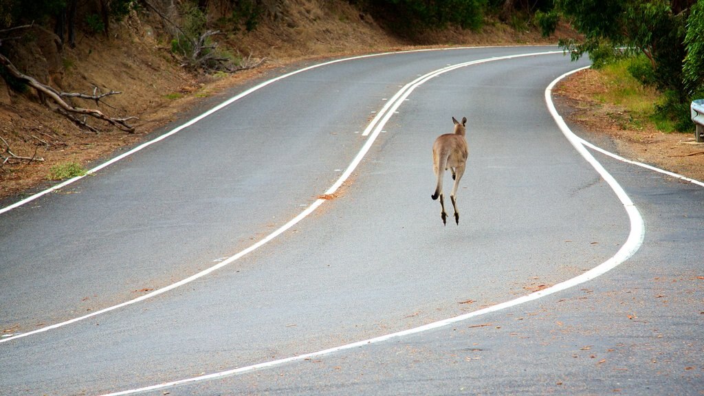 Mornington Peninsula mostrando animais fofos ou amigáveis