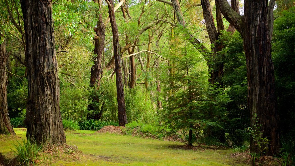 Red Hill South which includes forest scenes