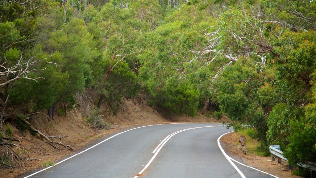 Península de Mornington mostrando bosques