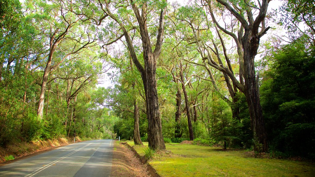 Red Hill South which includes forest scenes