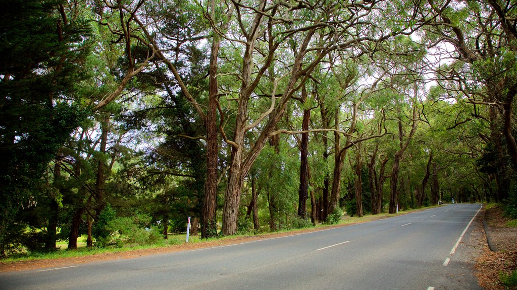 Red Hill South which includes forest scenes