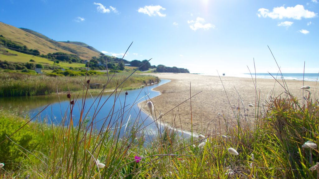 Skenes Creek que incluye vistas generales de la costa y flores silvestres