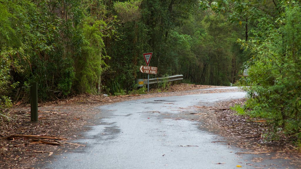 Parco Nazionale di Great Otway che include foresta pluviale