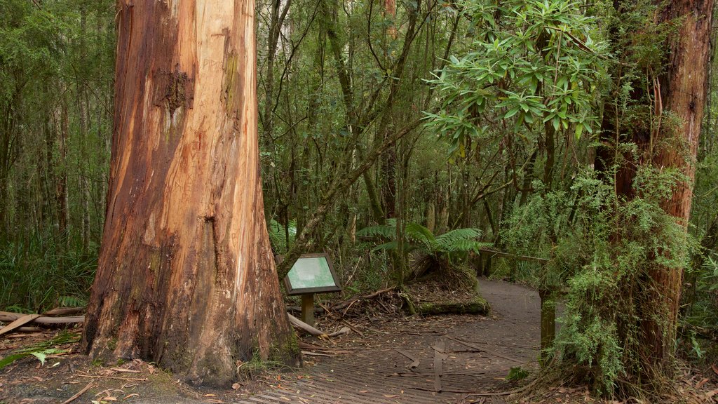 Great Otway National Park which includes rainforest