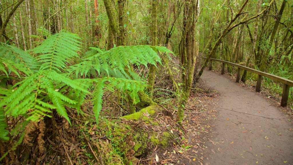 Great Otway National Park montrant forêt tropicale