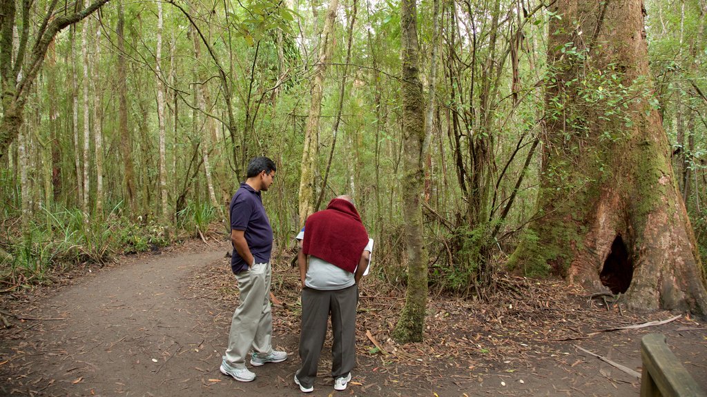 Great Otway National Park mettant en vedette forêt tropicale aussi bien que un petit groupe de personnes