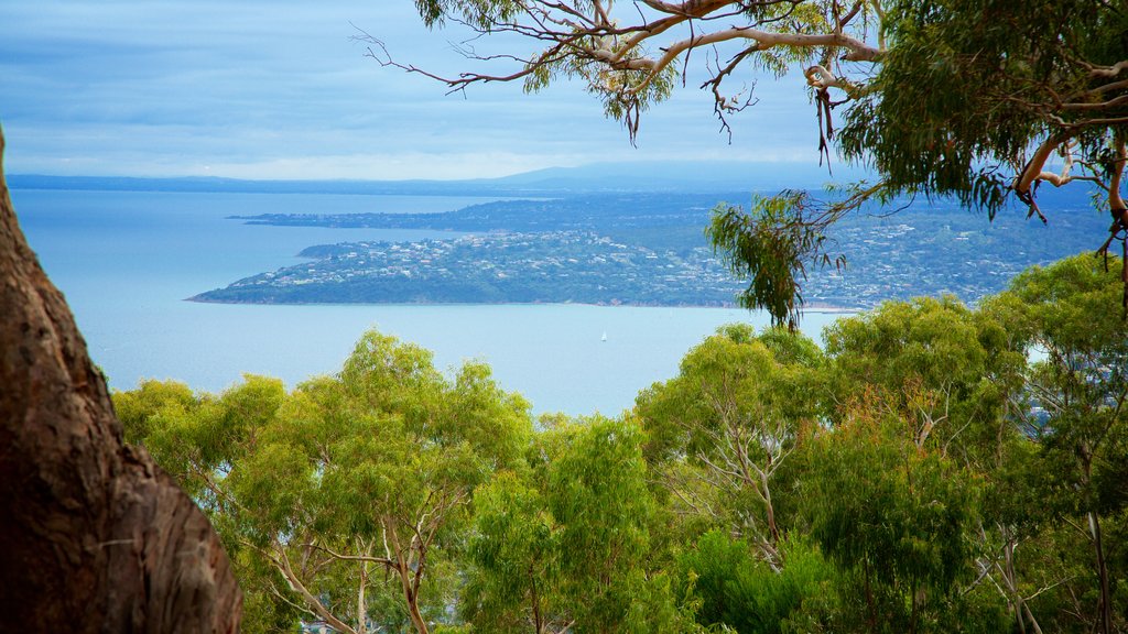 Melbourne mostrando vista della costa e paesaggio forestale