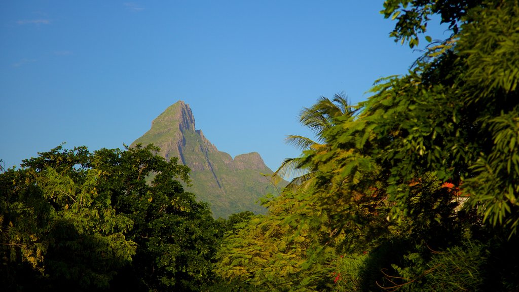 Tamarin showing mountains