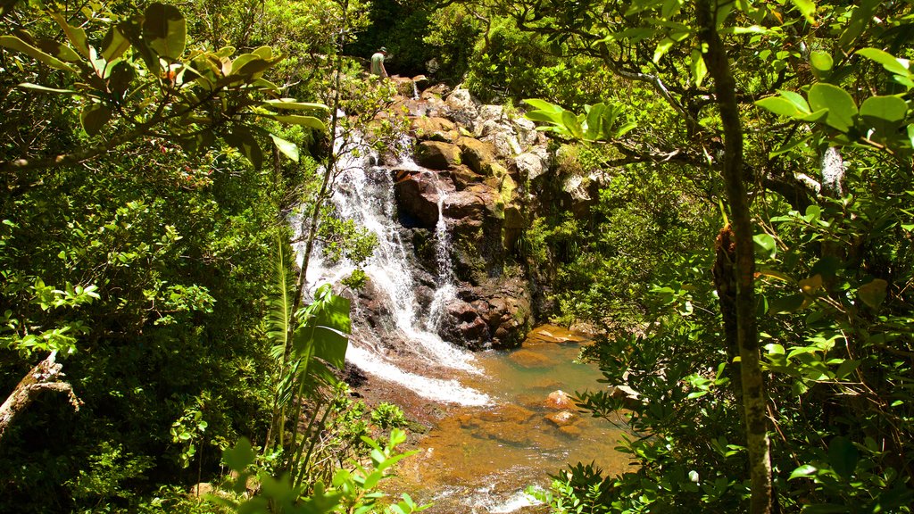 Parque Nacional Black River Gorges caracterizando floresta tropical, um lago e uma cachoeira