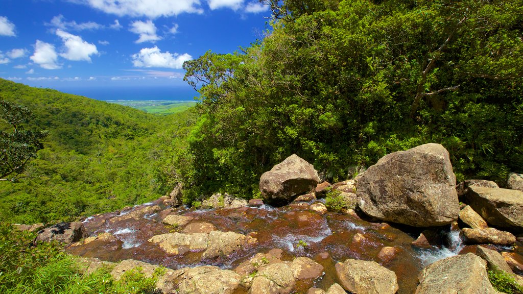 Black River Gorges National Park que incluye un río o arroyo y selva