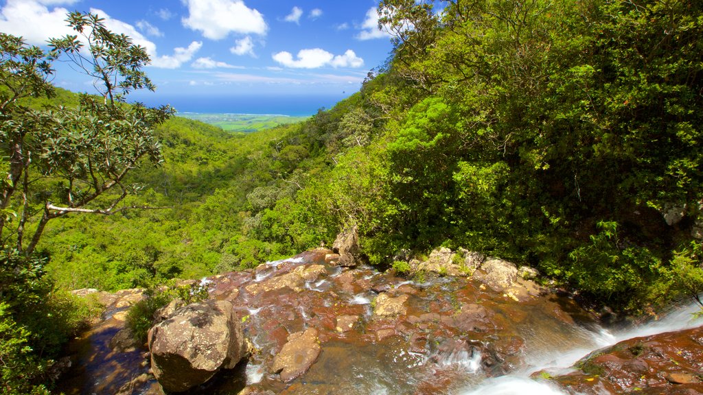 Black River Gorges National Park which includes rainforest and a river or creek