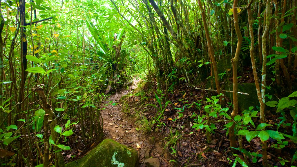 Tamarind Falls mostrando selva