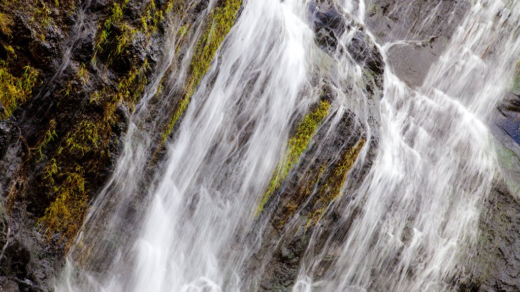 Tamarind Falls which includes a waterfall