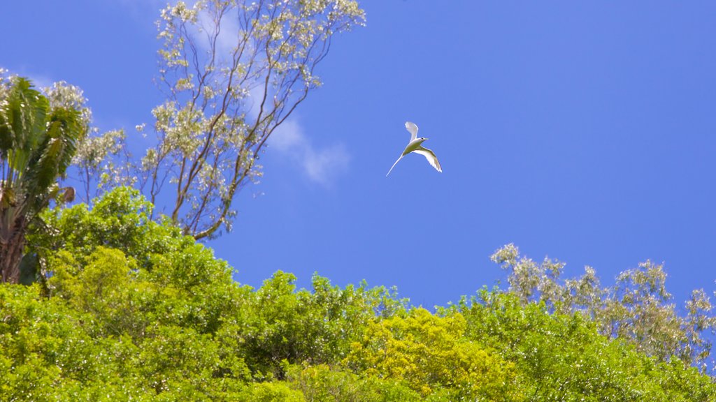 Tamarind Falls featuring bird life