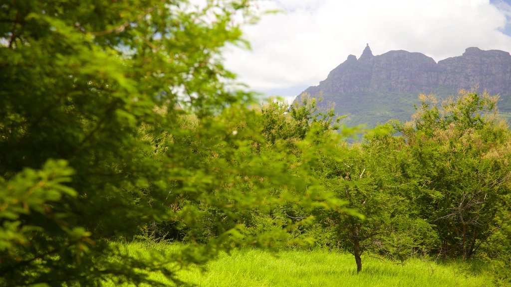 Pieter Both Mountain which includes tranquil scenes