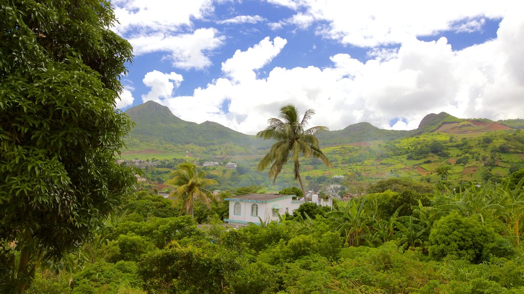 Pieter Both Mountain which includes landscape views and rainforest