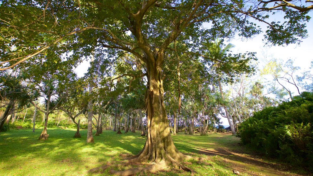 Cape Mechant showing a park