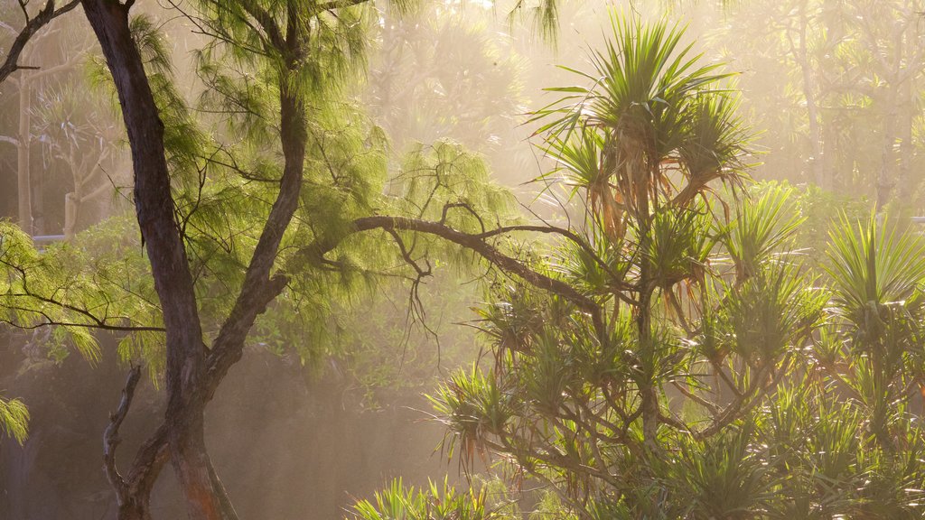 Cape Mechant ofreciendo neblina o niebla y escenas forestales