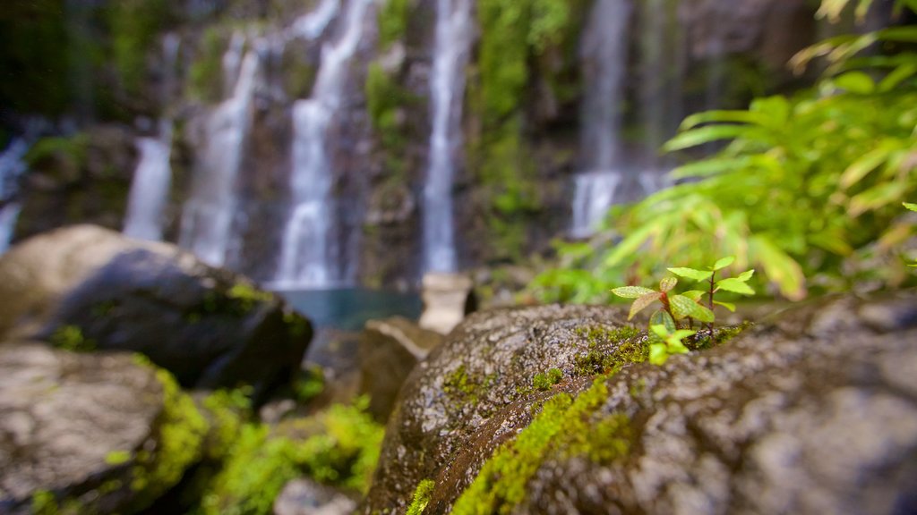 Reunión ofreciendo una cascada y un río o arroyo