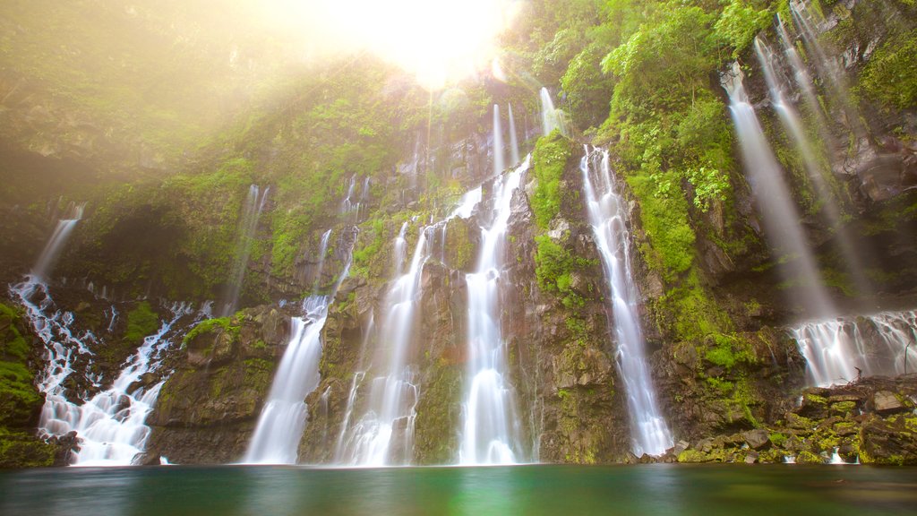 Reunion featuring a lake or waterhole, rainforest and a cascade