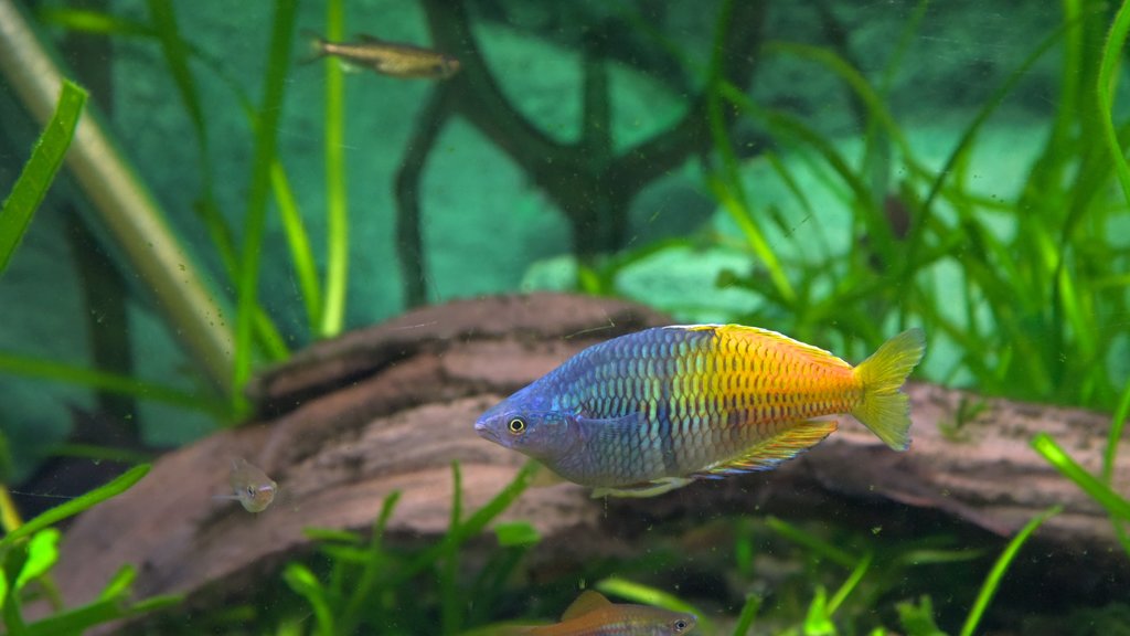 National Aquarium of New Zealand featuring marine life