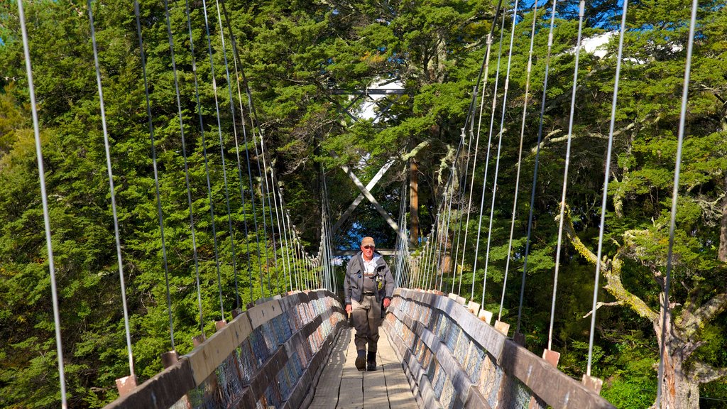 Turangi mostrando imágenes de bosques y un puente colgante o una pasarela y también un hombre