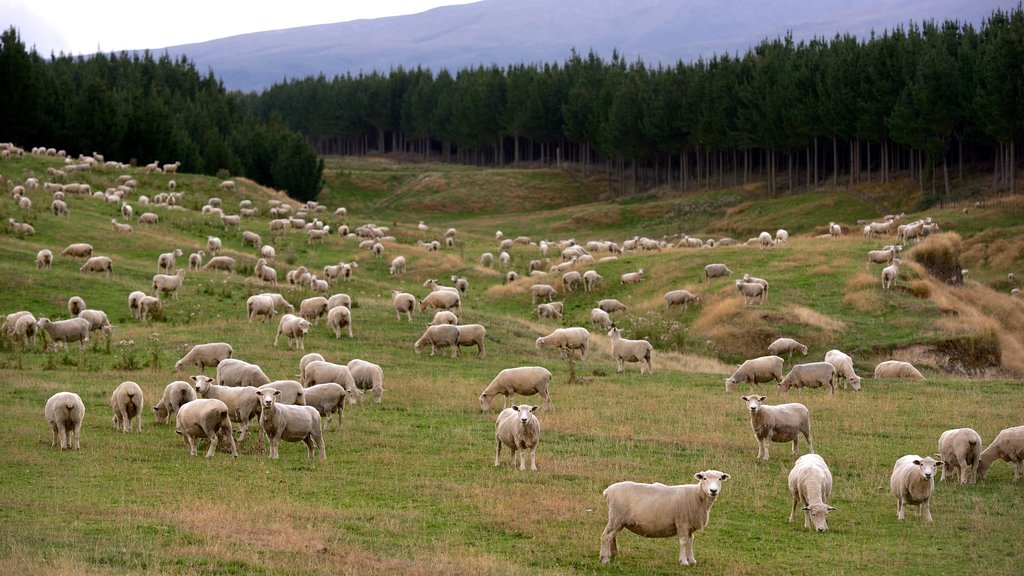 Turangi caracterizando cenas tranquilas e animais