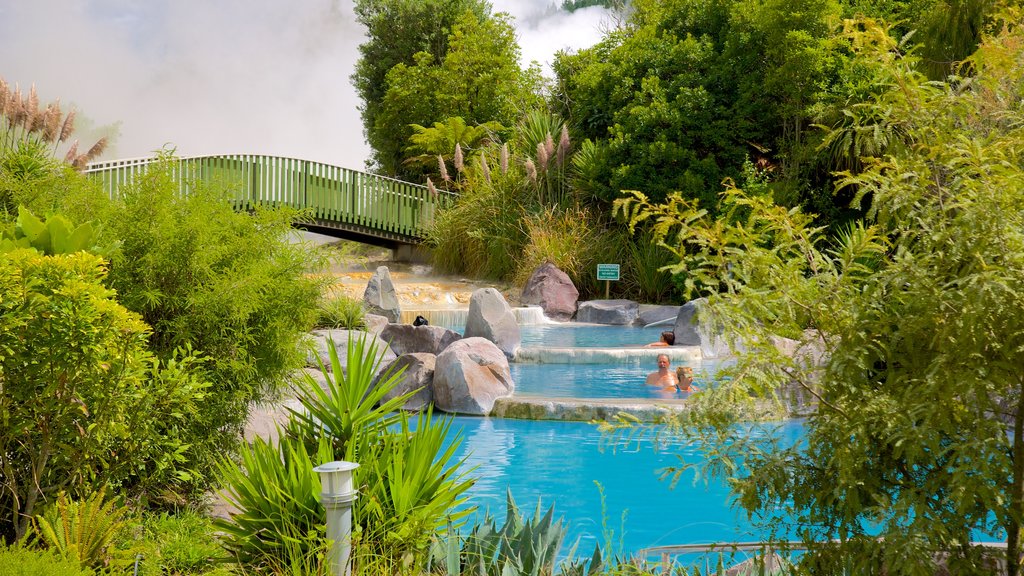 Wairakei showing a hot spring