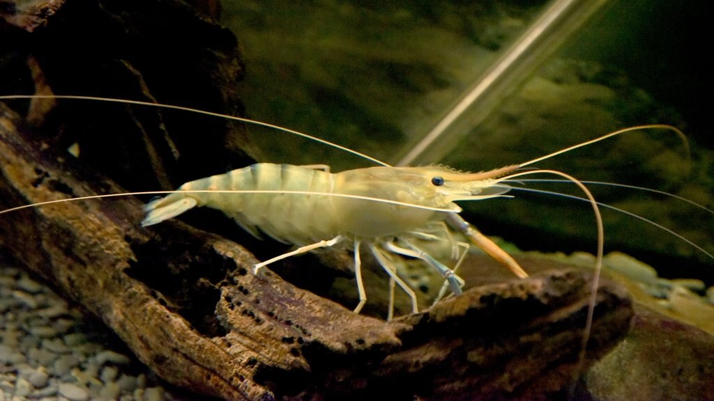 National Aquarium of New Zealand which includes marine life