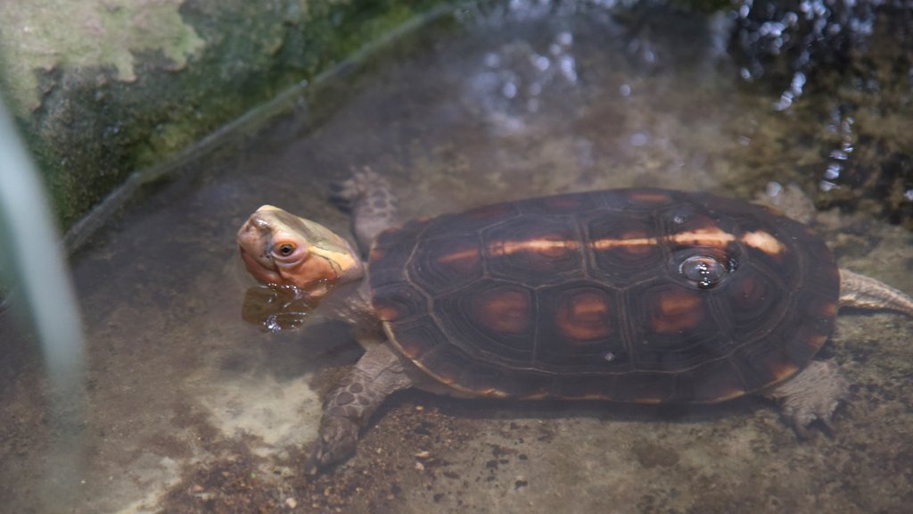 National Aquarium of New Zealand bevat zeedieren