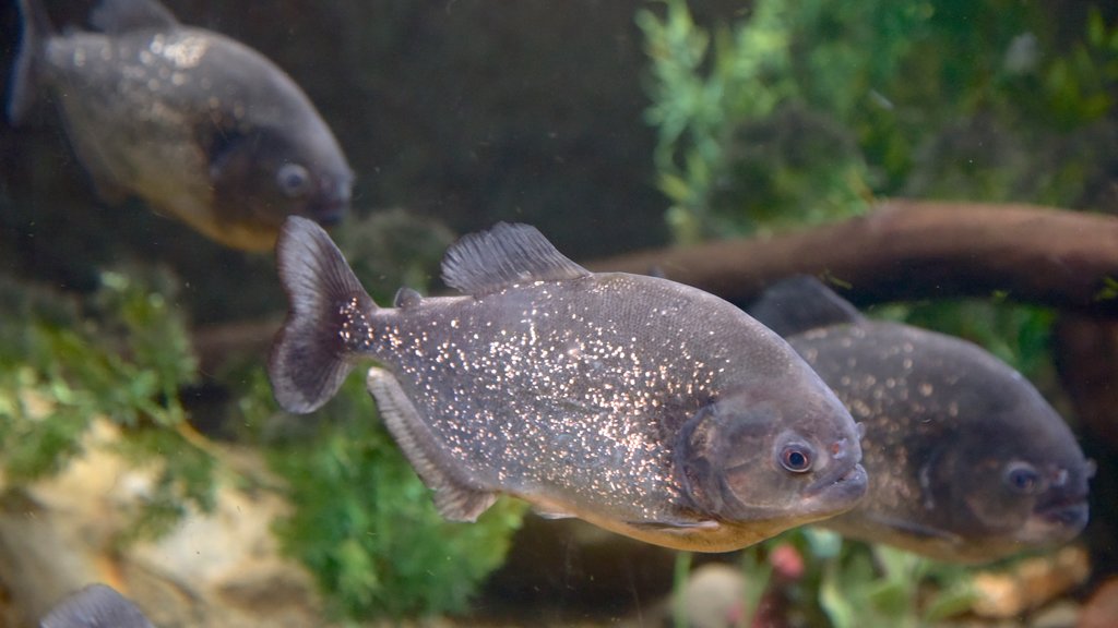 National Aquarium of New Zealand showing marine life