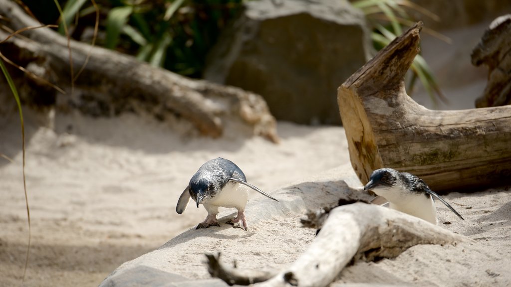 National Aquarium of New Zealand showing marine life and bird life