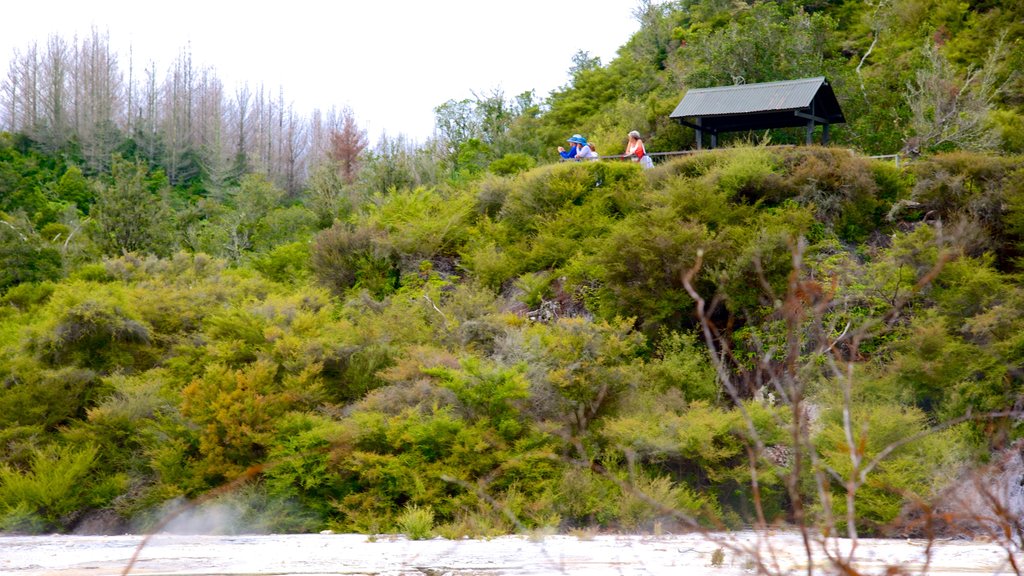 Orakei Korako Geothermal Park and Cave featuring forests