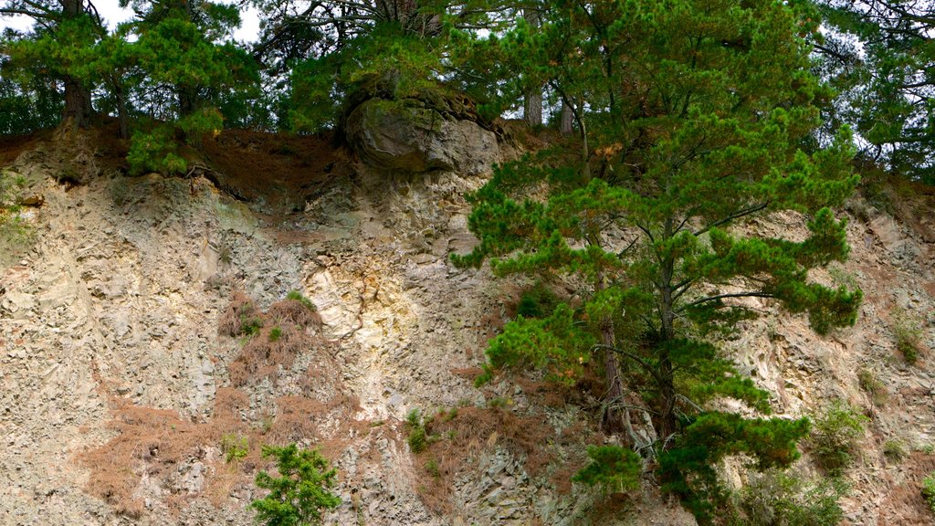 Cueva y parque geotérmico de Orakei Korako ofreciendo bosques