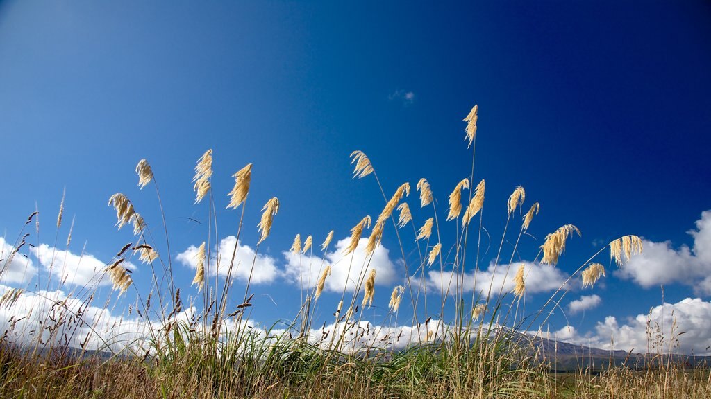 Turangi featuring tranquil scenes